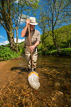Volunteer for the Rivers Exe Projectdoing an invertebrate kick sample in the River Exe to check water quality, Winsford, Exmoor National Park, Somerset, UK. May 2012. Model released.
