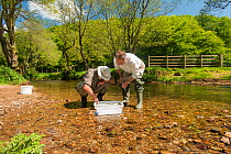 Volunteers for the Rivers Exe Project doing an invertebrate kick sample in the River Exe to check water quality,  Winsford, Exmoor National Park, Somerset, UK. May 2012.