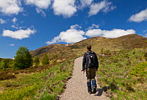 Hiker on footpath, Creag Meagaidh National Nature Reserve, Badenoch, Scotland, UK, June 2012.