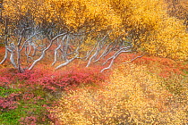 Autumn in the birch forest at Hraunfossar. Iceland.