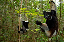 Indri (Indri indri) feeding in tropical rainforest habitat. Madagascar.