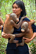 Carer holding two  Bornean Orangutan (Pongo pygmaeus) infants, approx 1-2 years. Orangutan Care Center, Borneo, Indonesia.