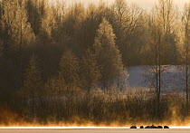 Whooper Swans (Cygnus cygnus)  on a frozen lake, Finland, January