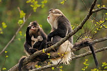 Yunnan Snub-nosed monkey (Rhinopithecus bieti) two adults and one baby sitting in tree, Ta Chen NP, Yunnan province, China