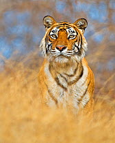 Bengal Tiger (Panthera tigris tigris) female 'Machali', Ranthambore NP,~India