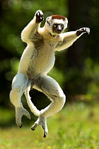 Verreaux Sifaka (Propithecus verreauxi) jumping ('dancing') across ground, Madagascar