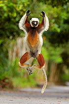 Coquerel's Sifaka (Propithecus coquereli) jumping, Palmarium Reserve, Madagascar