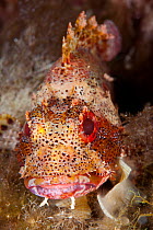 Madeira scorpionfish (Scorpaena maderensis) Stupiste Out dive site, Vis Island, Croatia, Adriatic Sea, Mediterranean