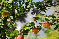Bicolored kitten in climbing apple tree, Germany