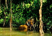 Malayan Tiger (Panthera tigris jacksoni) in river, Malaysia.  Endangered.  Captive in natural setting.