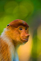 Proboscis monkey (Nasalis larvatus), Sabah Malaysia, Borneo.