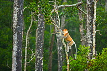 Proboscis monkeys (Nasalis larvatus) climbing up a Mangrove tree in the rain, Sabah, Malaysia, Borneo.