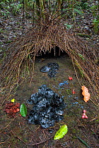 Bower of Vogelkop Bowerbird (Amblyornis inornatus) decorated with various types of leafs, beetle wing covers, black and brown fungi, red flowers and blue berries, Arfak Mountains, West Papua, Indonesi...