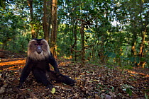 Lion-tailed macaque (Macaca silenus) male sitting on the forest floor. Anamalai Tiger Reserve, Western Ghats, Tamil Nadu, India.