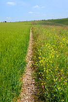 Pollen and nectar flower mix strip with Mustard (Brassicaceae), Common sainfoin (Onobrychis viciifolia) and Red clover (Trifolium pratense) bordering a Barley crop (Hordeum vulgare), Marlborough Downs...