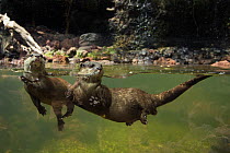 Two Oriental small clawed otters (Aonyx cinerea) underwater, captive.