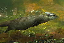 Oriental small clawed otter (Aonyx cinerea) underwater, captive.