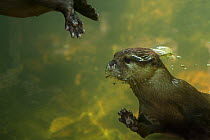 Oriental small clawed otter (Aonyx cinerea) chasing another otter underwater, captive.