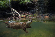 Split-level of an Oriental small clawed otter (Aonyx cinerea) underwater, captive.