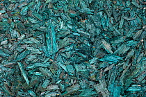 Vogelkop bowerbird (Amblyornis inornatus) decoration material (blue rotten wood) collected in order to attract females to his bower, Arfak Mountains, Irian Jaya, New Guinea, Indonesia.