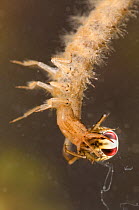 Lesser silver water beetle larva (Hydrochara caraboides) with Backswimmer nymph prey, Europe, June, controlled conditions