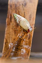 Lesser silver water beetle larva (Hydrochara caraboides) pushing its prey out of the water to immobilize it, Europe, June, controlled conditions
