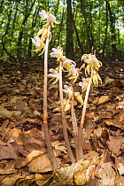 Ghost orchid (Epipogium aphyllum) in beech woodland at 1300m, Mount Sirente, near L'Aquila, Abruzzo. Italy, July.