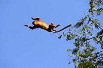 Upper Guinea red colobus monkey (Procolobus badius badius) leaping from tree to tree, Cantanhez National Park, Guinea-Bissau.