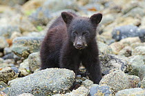 Vancouver Island black bear (Ursus americanus vancouveri) cub foraging for crabs on a beach, Vancouver Island, British Columbia, Canada, July.