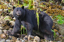 Vancouver Island black bear (Ursus americanus vancouveri), male foraging for crabs on a beach, Vancouver Island, British Columbia, Canada, July.