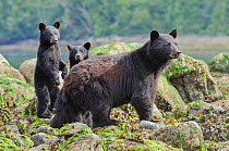 Vancouver Island black bear (Ursus americanus vancouveri) mother and cubs foraging on a beach, Vancouver Island, British Columbia, Canada, July.