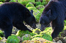 Vancouver Island black bear (Ursus americanus vancouveri) adult female being aggressive towards her cub to drive it away, Vancouver Island, British Columbia, Canada, July.