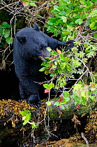 Vancouver Island black bear (Ursus americanus vancouveri) adult male feeding on berries, Vancouver Island, British Columbia, Canada, July.