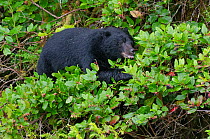 Vancouver Island black bear (Ursus americanus vancouveri), adult male feeding on berries,  Vancouver Island, British Columbia, Canada, July.
