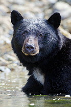 Vancouver Island black bear (Ursus americanus vancouveri), adult male swimming in coastal waters foraging for crabs, Vancouver Island, British Columbia, Canada, July.