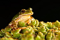 Common marsupial frog (Gastrotheca marsupiata) portrait, Bolivia, October.