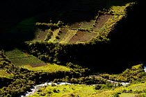 Crop fields along a stream where mainly potatoes are cultivated, near Totoral, High Andes, Bolivia, November 2013.