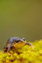 Frog (Psychrophrynella illimani) on moss, Bolivia, November 2013, Critically endangered.