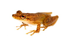 Red snouted treefrog (Scinax ruber) portrait, taken against white background, Bolivia.