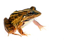 Rufous frog (Leptodactylus fuscus) portrait, taken against white background, Bolivia.
