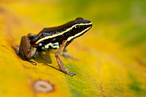 Spot legged poison frog (Ameerega picta) on leaf, Bolivia, November.