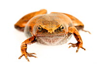 Bolivian bleating frog (Hamptophryne boliviana) taken against white background, Bolivia.