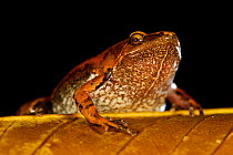 Bolivian bleating frog (Hamptophryne boliviana) portrait, on leaf, Bolivia, November.
