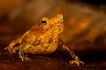 South American common toad (Rhinella margaritifere complex) portrait, Bolivia, November.