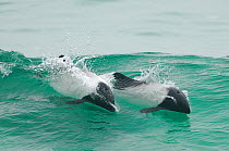 Commerson's dolphins (Cephalorhynchus commersonii) wave surfing off the coast of Falkland Islands, May.