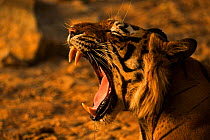 Bengal Tiger (Panthera tigris tigris) female 'Noor T39' yawning showing teeth. Ranthambore National Park, India.