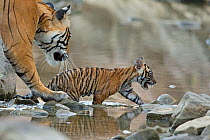 Bengal Tiger (Panthera tigris tigris) female 'Noor T39' about to pick up runaway cub. Ranthambore National Park, India.