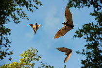 Straw-coloured fruit bats (Eidolon helvum) in flight at daytime roost in 'Mushitu' (ever-green swamp forest). Kasanka National Park, Zambia.