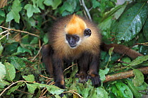 White-headed langur / Golden-headed langur (Trachypithecus poliocephalus) on branch. Captive, occurs in China and Vietnam. Critically Endangered species.