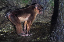 Mentawai macaque (Macaca pagensis). Captive, occurs on the southern Mentawai Islands off the west coast of Sumatra, Indonesia. Critically Endangered species.